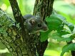 Deer Mouse in Tree (6438329699).jpg