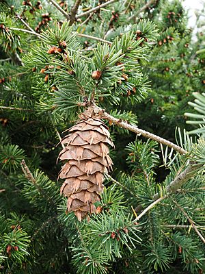 Douglas fir cone