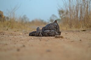 Dried cow dung near Katari