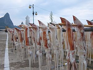 Drying squid