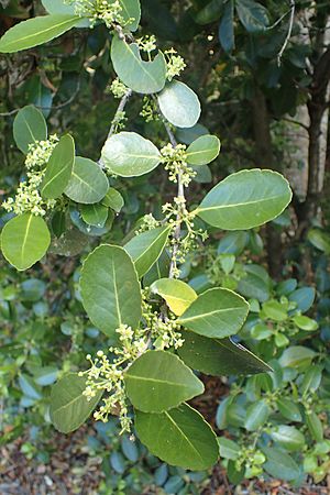 Elaeodendron australe.jpg