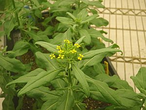 Erysimum cheiranthoides variety Elbtalaue