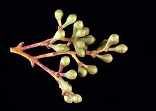 Eucalyptus absita (buds)