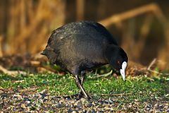 Eurasian Coot.jpg