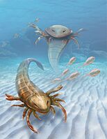 Eurypterids Pentecopterus Vertical