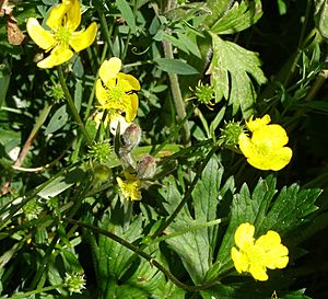 Fowlsheughwildflowers