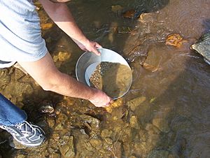 Gold panning at Bonanza Creek