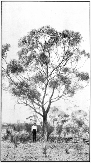 Goldfields Red Flowering Gum in Primer of Forestry Poole 1922