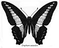 Graphium sarpedon bingham