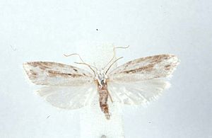 Heterocrossa sanctimonea AMNZ63666.jpg