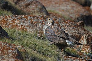 Himalayan Snowcock from Ladakh.jpg