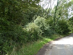 Horningtoft Wood 2.jpg