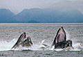 Humpback lunge feeding