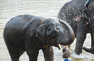 Indian Elephants