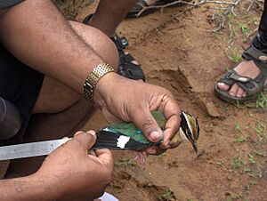 Indianpitta ringed at kodikkarai