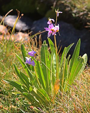 Jeffreys shooting-star Dodecatheon jeffreyi plant backlit