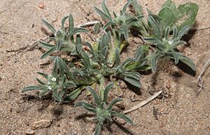 Little cryptantha (Cryptantha minima) (14004677286).jpg