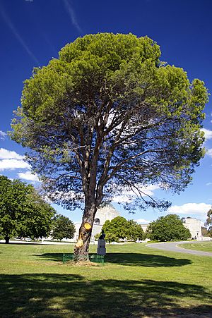 Lone Pine at the AWM