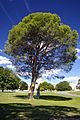 Lone Pine at the AWM