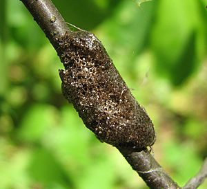 Malacosoma americanum egg mass