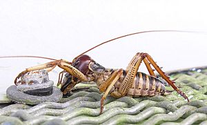 Male tree weta-orig.jpg