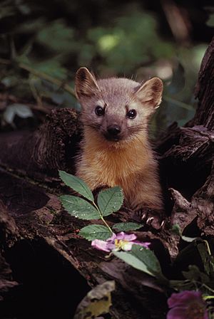 Marten with Flowers