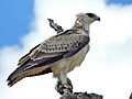 Martial eagle (Polemaetus bellicosus) juvenile (13816501623)