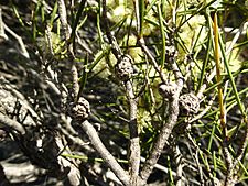 Melaleuca concreta (fruits)