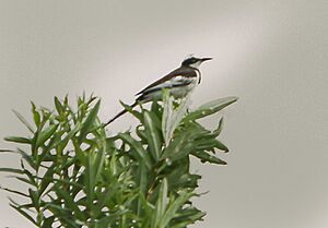 Motacilla samveasnae, Cambodia 1.jpg