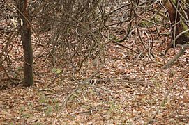 Natural ground cover