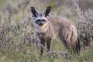 Otocyon megalotis - Etosha 2014.jpg