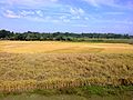 Paddy across Karimganj