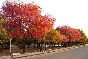 ParaisodeLosNiñosLapacho