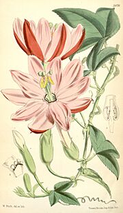 Passiflora mixta (as Tacsonia quitensis) 96.5876