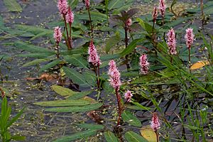 Persicaria amphibia-01 (xndr).jpg