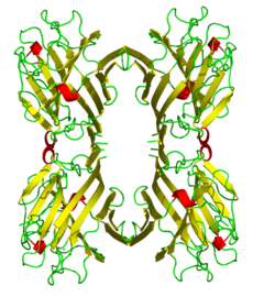 Phytohemagglutinin L