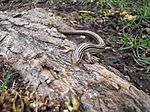 Prairie skink