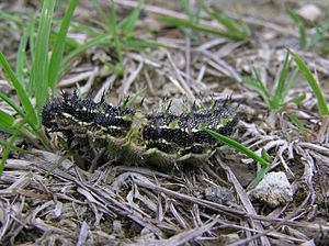 Red Admiral caterpillar 05