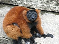 Red Ruffed Lemur 002