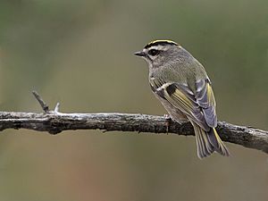 Regulus satrapa -Canada-8a.jpg