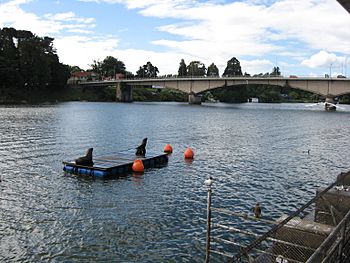 Rio Valdivia lobos marinos.jpg