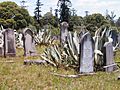 Rookwood agaves