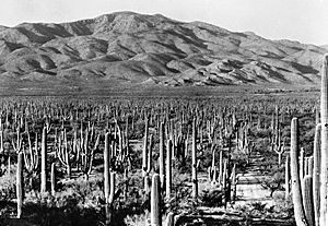 Saguaro National Park1935