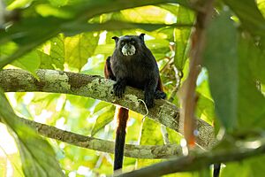 Saguinus fuscicollis 246375885.jpg