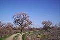 San Luis National Wildlife Refuge