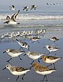 Sanderling from the Crossley ID Guide Britain and Ireland