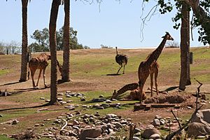 Savanna - Phoenix Zoo