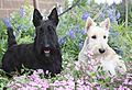 Scottish Terriers