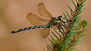 Southern Hawker Dragonfly Bavaria Germany.jpg