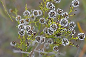 Stirlingia latifolia 22081309959 d3414b4486 o.jpg